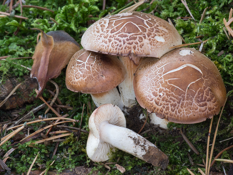 Tricholoma boudieri